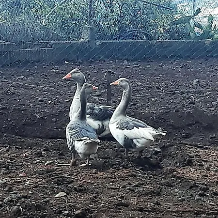 Rustica En Jaktstuga *