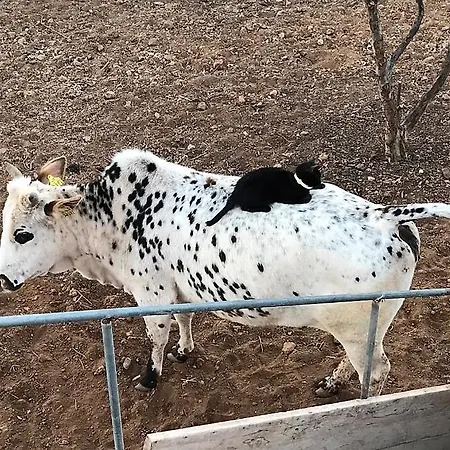Rustica En ארפו